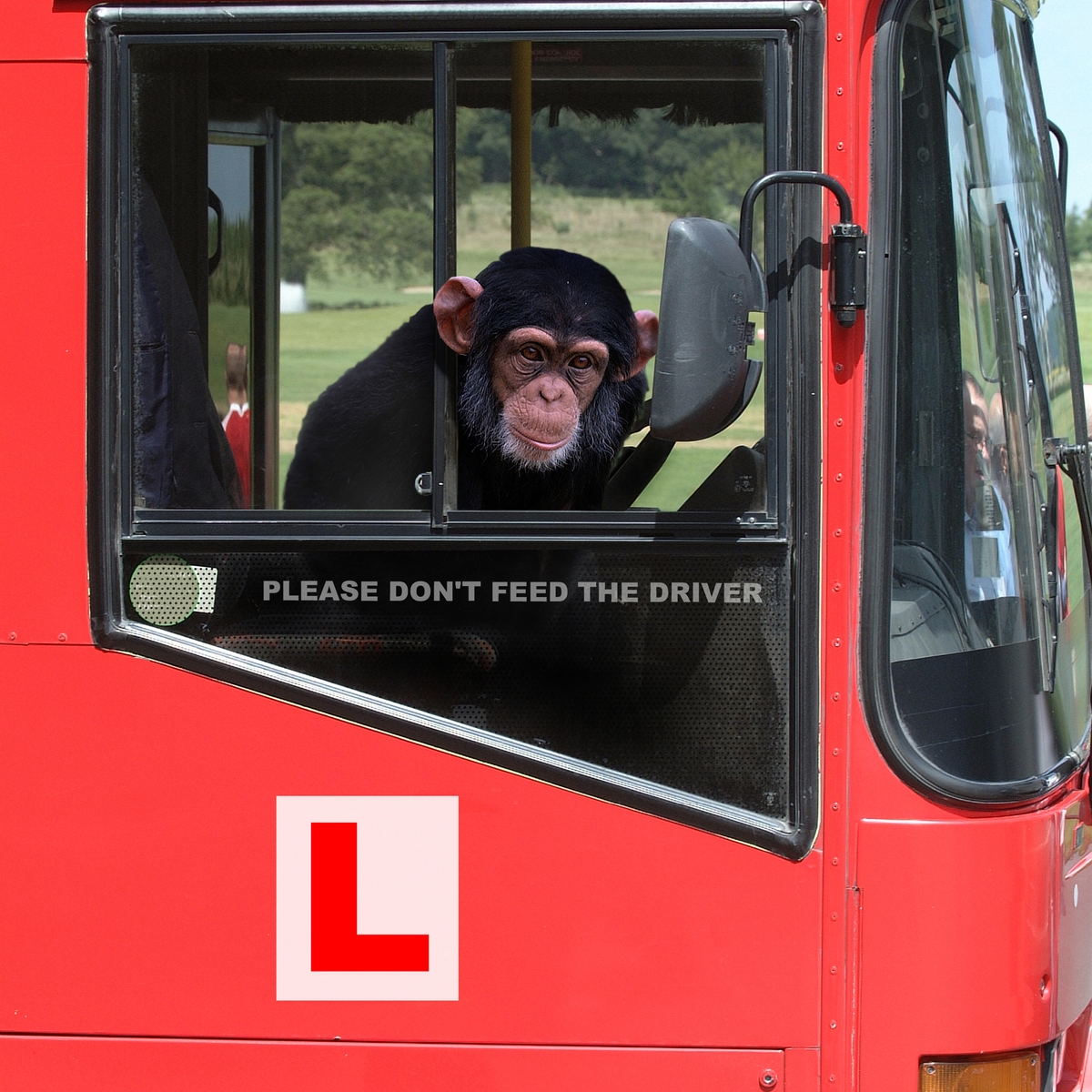 Monkey driving - A visit to the Dublin Zoo is one of the top things to do in Dublin on Sunday