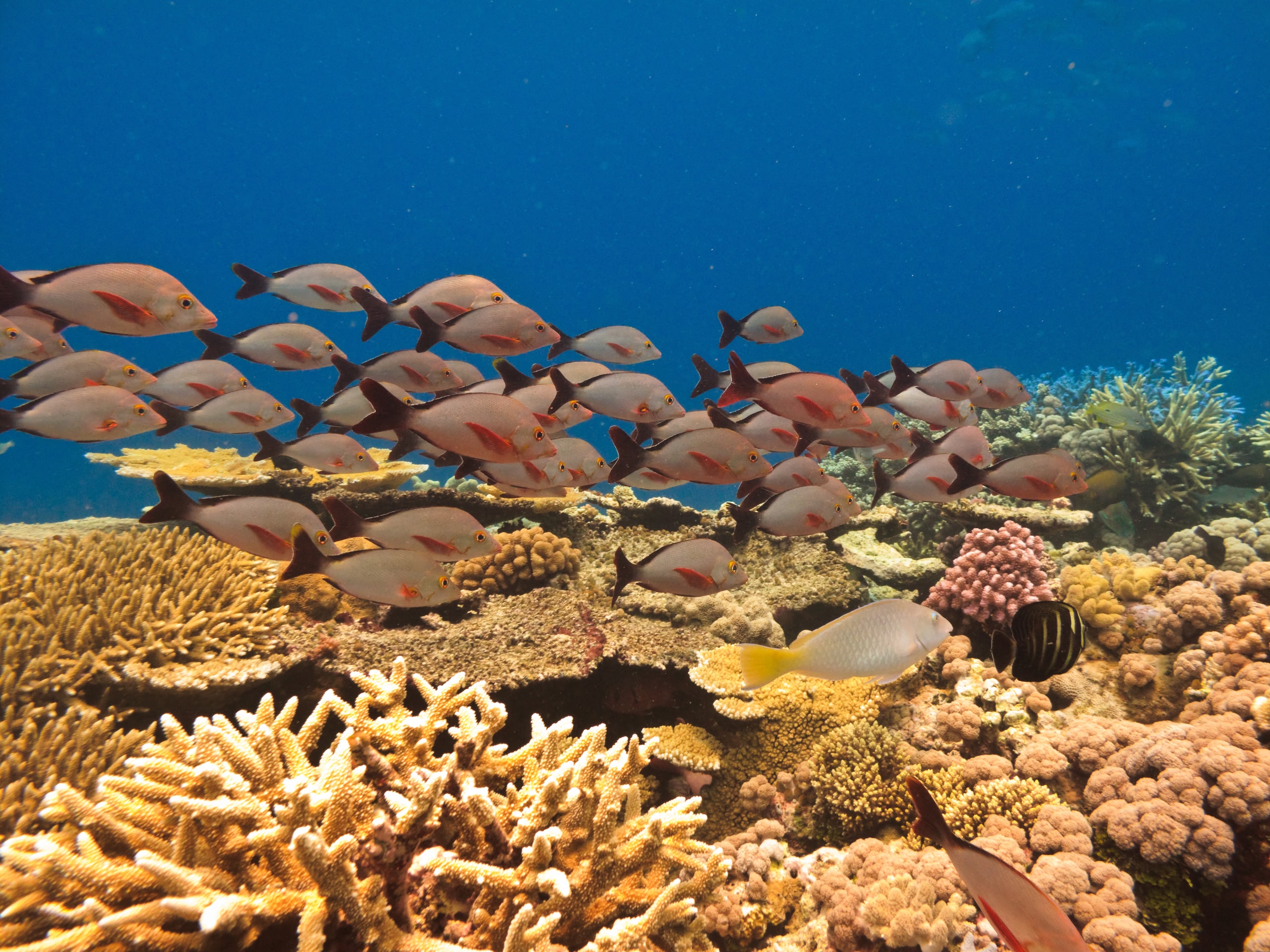 Fish swimming along the Great Barrier Reef