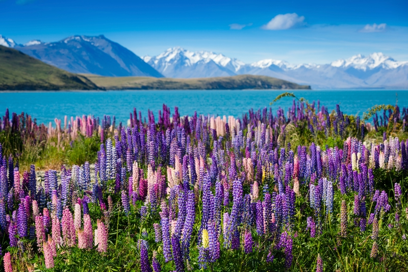 New Zealand