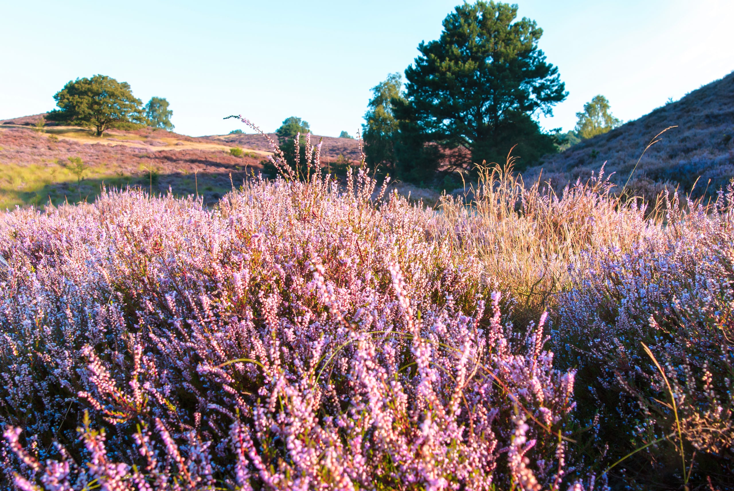 Un campo di erica in una limpida giornata di sole.