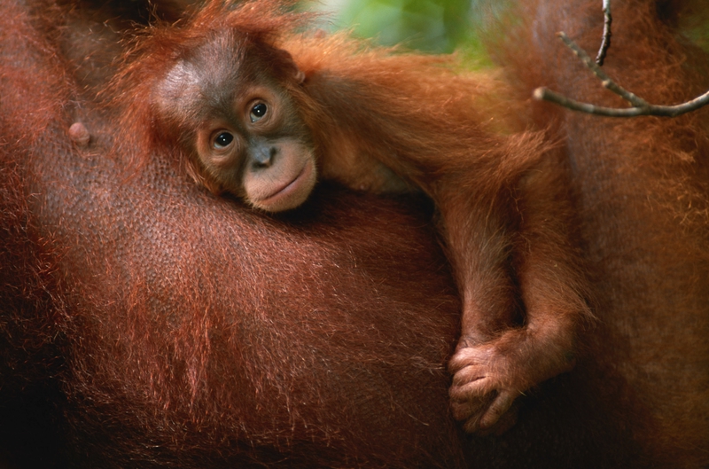 Orangutans, Borneo