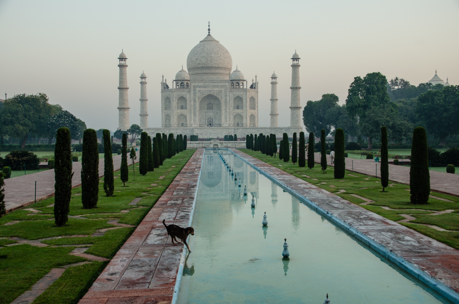 view of Taj Mahal late afternoon with a dog playing in the front pond