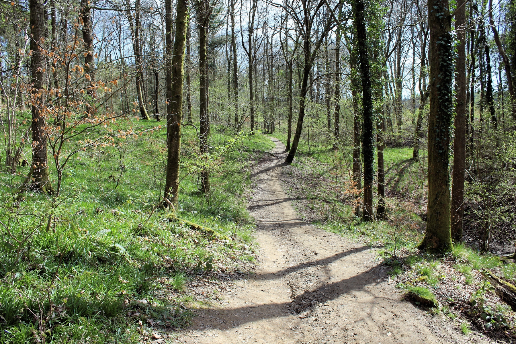 Forest path winding through trees surrounded by green grass