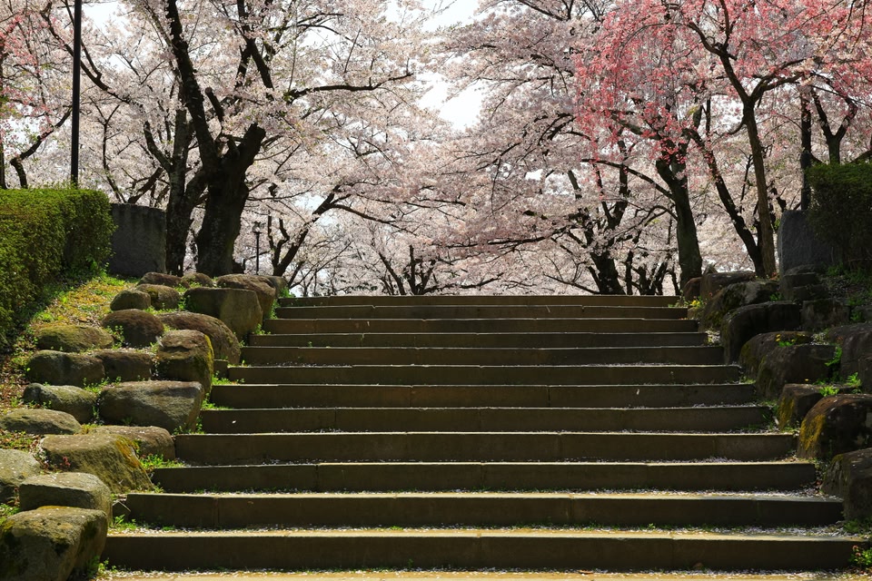 Iwate park in spring