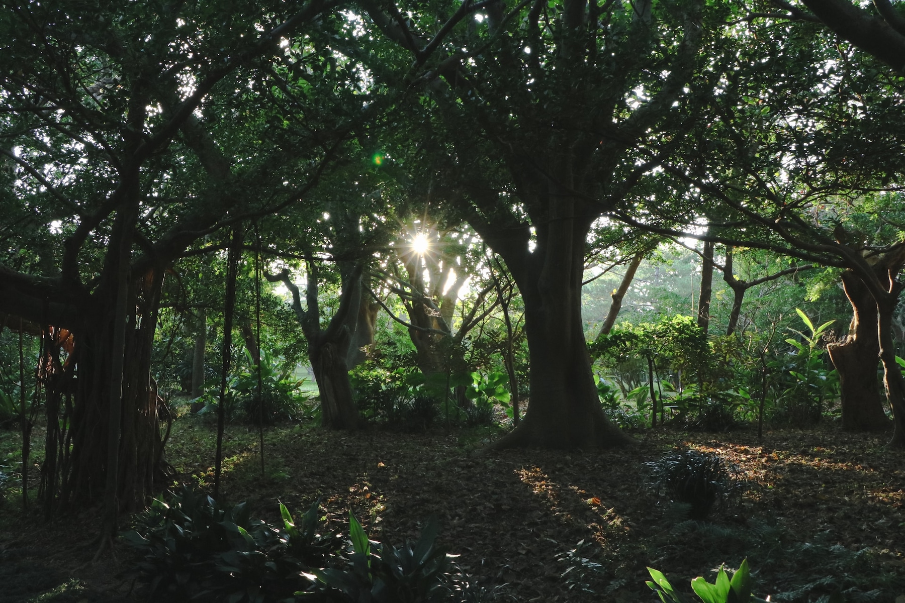 Lush mangrove forests in Okinawa, one of the hottest places to visit in June.