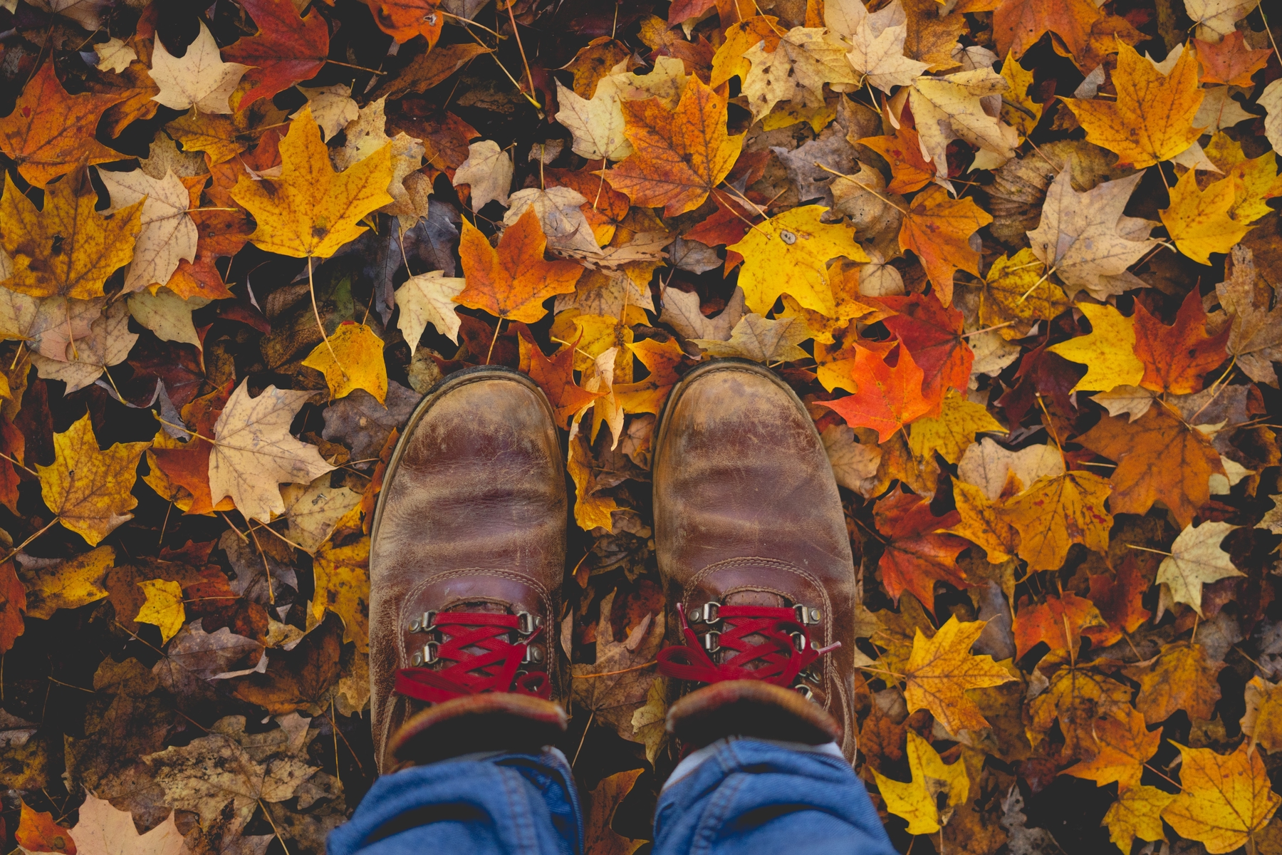 person wearing hiking shoes standing on fall colour leaves