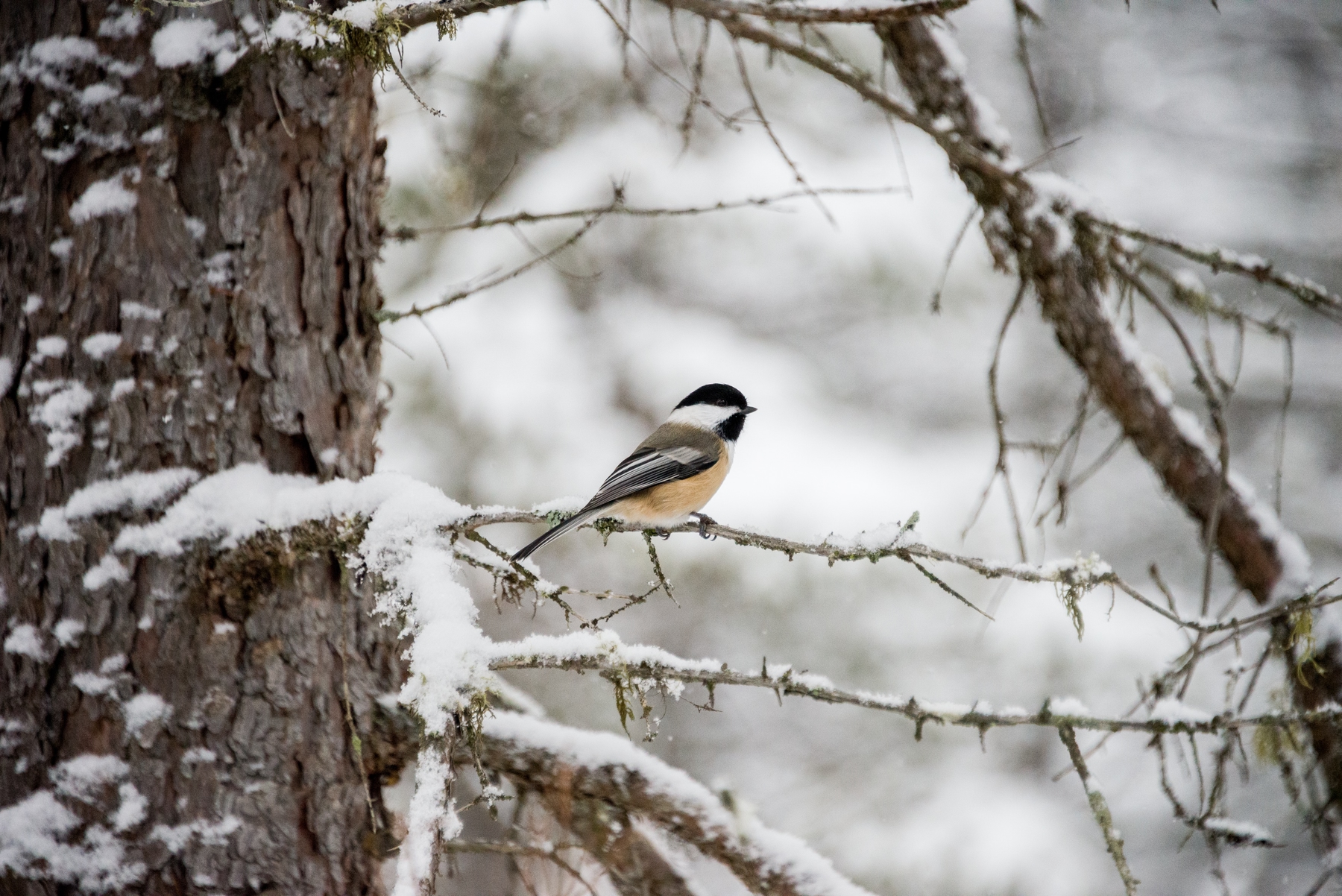a bird resting on a branch at algonquin park in winter