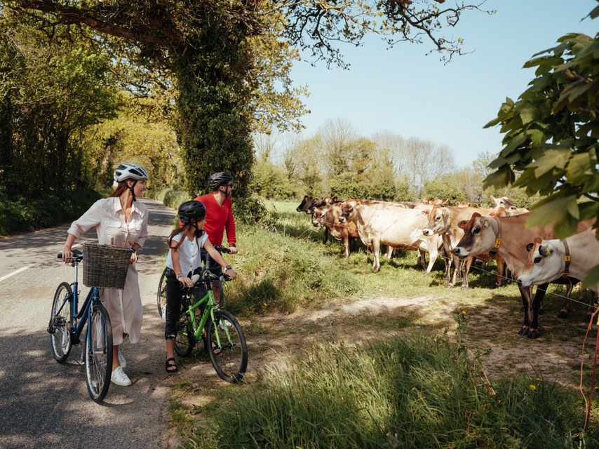 Family of three stopping their bikes to say hello to the Jersey cattle