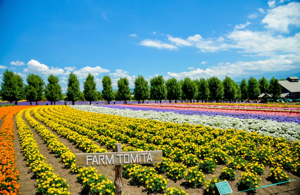 다양한 꽃이 핀 홋카이도