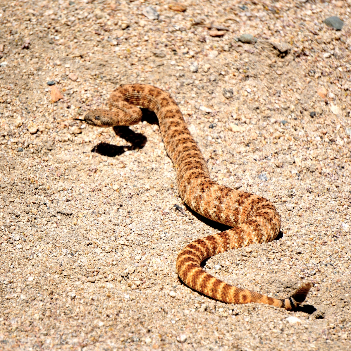 There were never any snakes in Ireland - surprising facts about Ireland