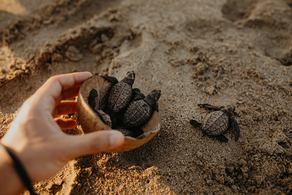إرجاع صغار السلاحف حديثي الفقس إلى البحر