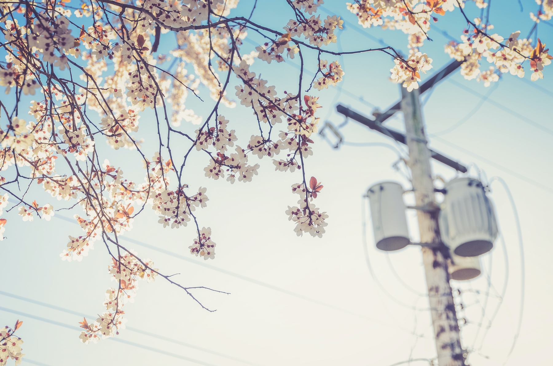 view of cherry blossoms and a street pole in Vancouver. chasing cherry blossoms is one of the best outdoor activities in Vancouver in spring