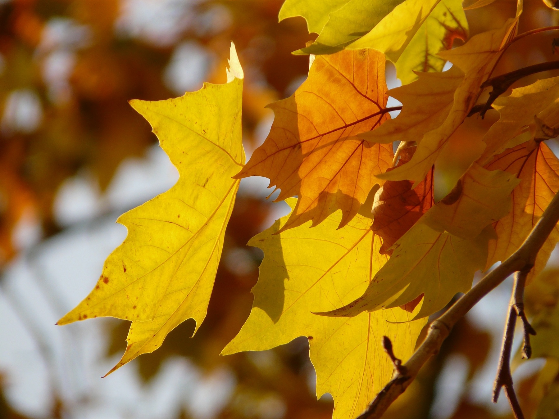 dove vedere il foliage in Italia