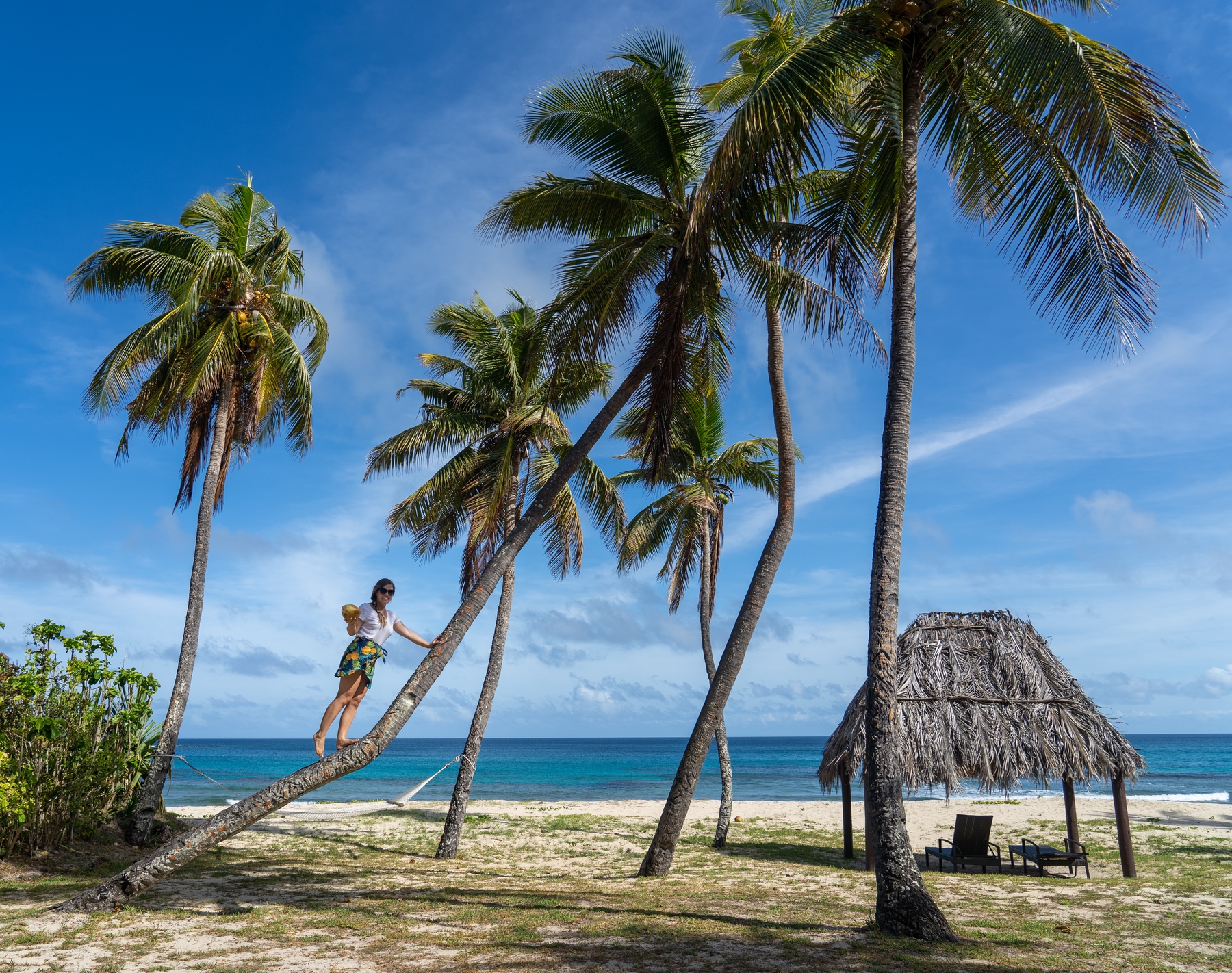 Solo traveller climbing up coconut tree in Fiji