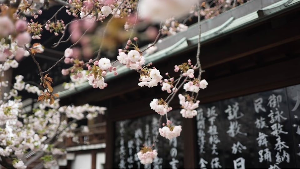 kersenbloesem in Japan