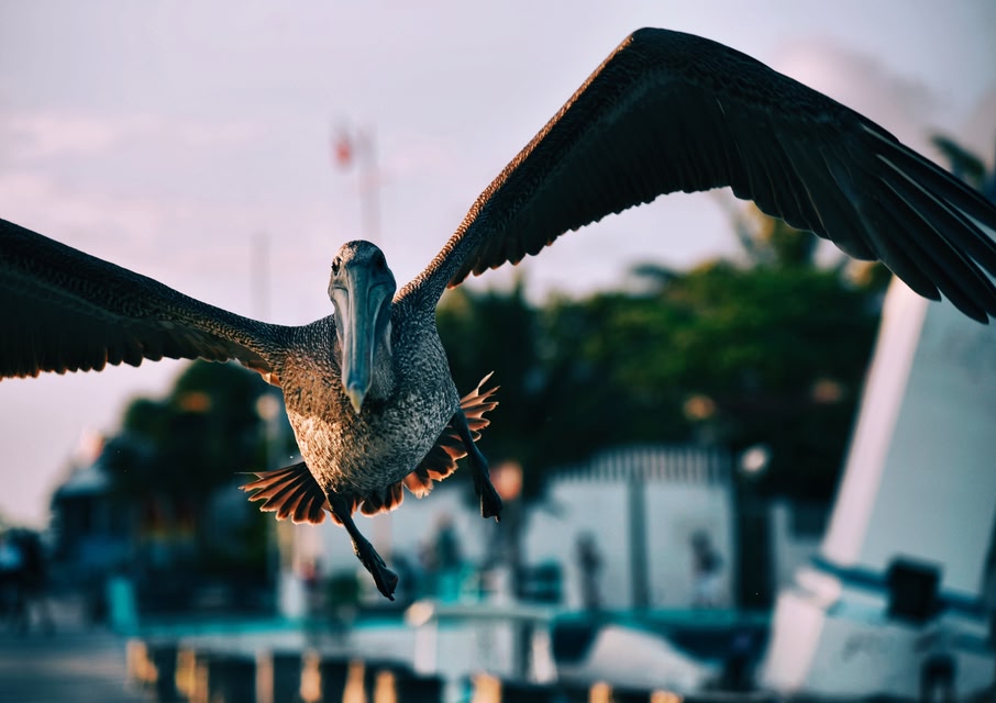 bird in Puerto Morelos