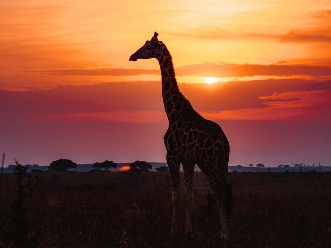 Experiências incríveis na África - Viagem dos sonhos 2023