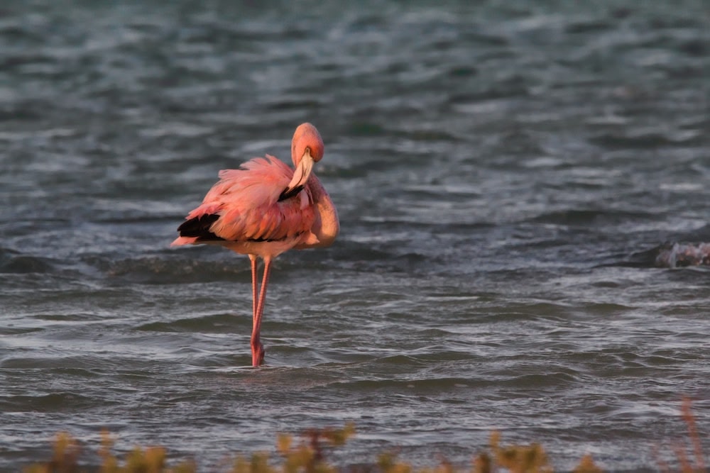 Flamingo Bonaire