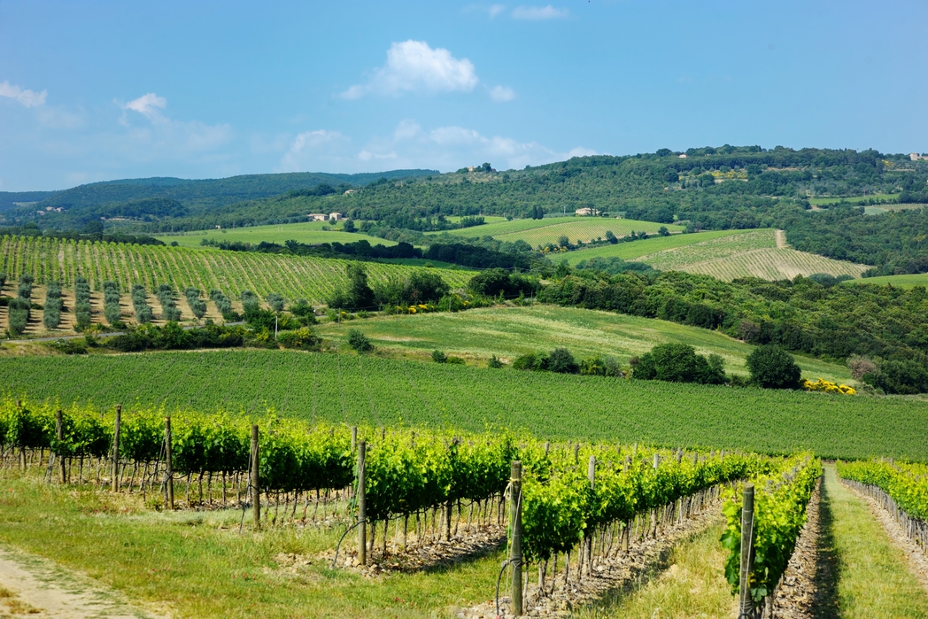 Vineyards in Bordeaux, France