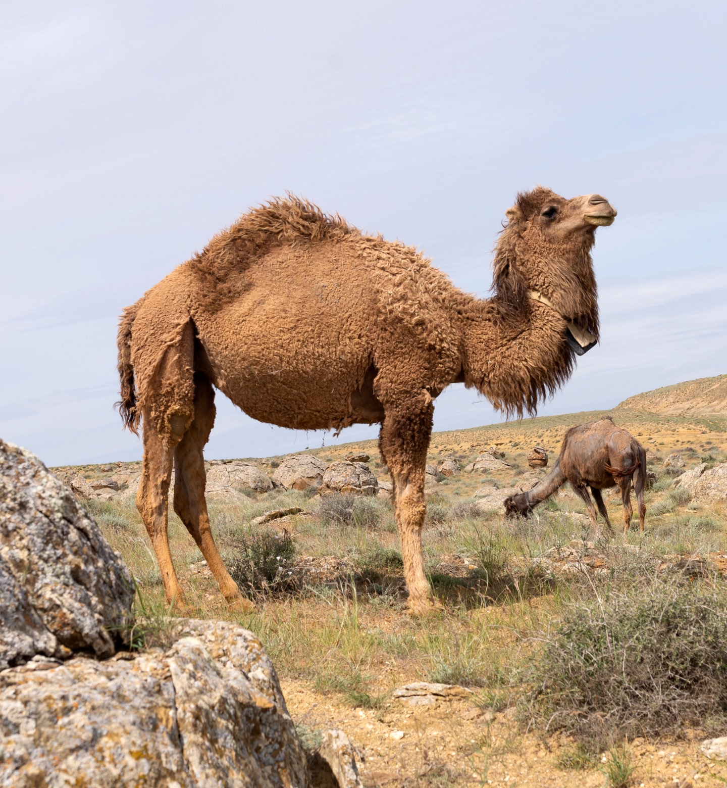 Un cammello dal pelo arruffato in piedi tra rocce ed erba secca del deserto ad Aktau, in Kazakistan.