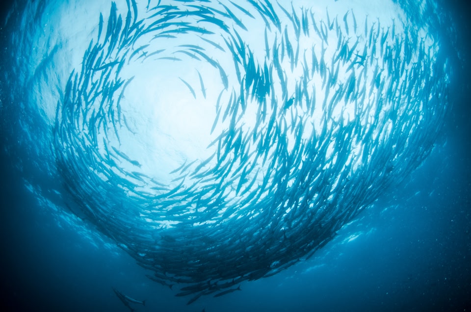 divers view of a group of barracudas swimming in Sipadan, Malaysia