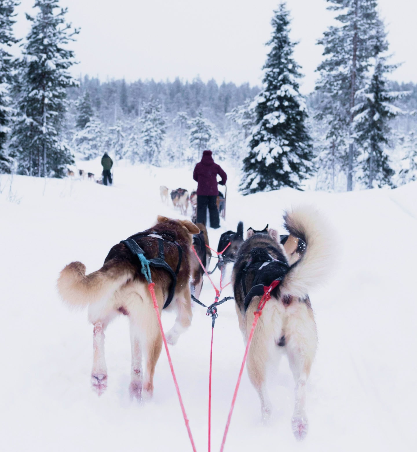 フィンランドのロヴァニエミの雪深い森で、そりを引くハスキー犬たちと先頭で操る人。