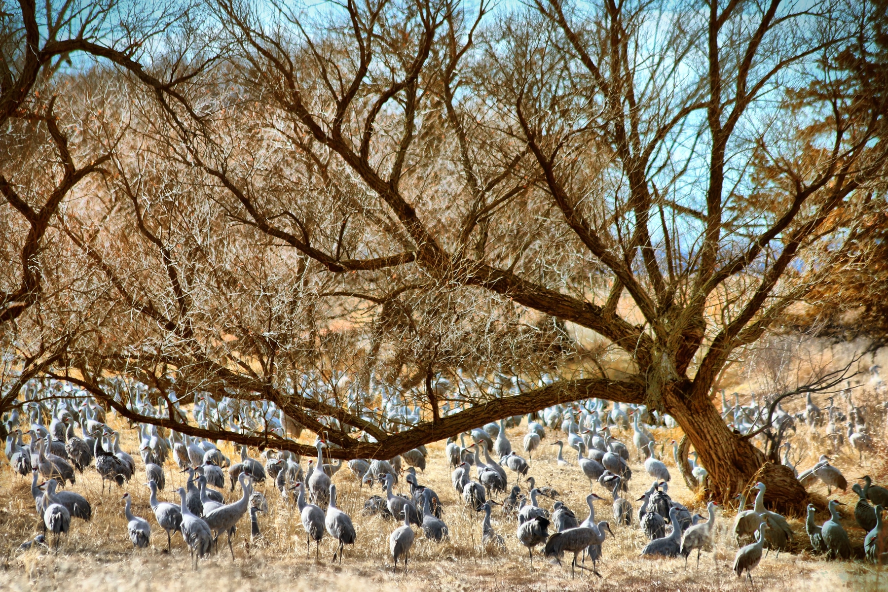 Nebraska sandhill cranes
