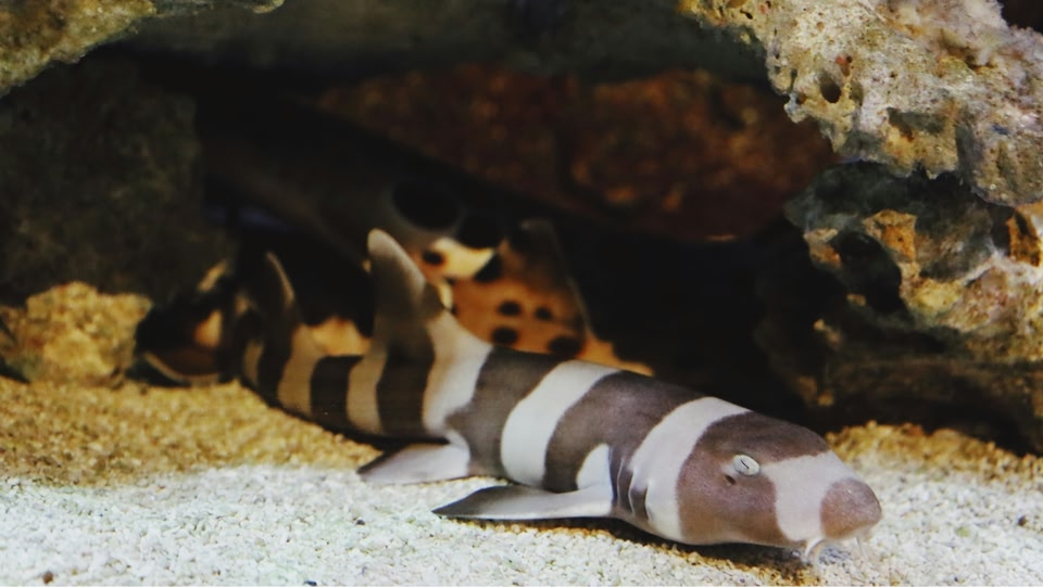 A banded bamboo shark resting on the sandy ocean floor near a rocky crevice.