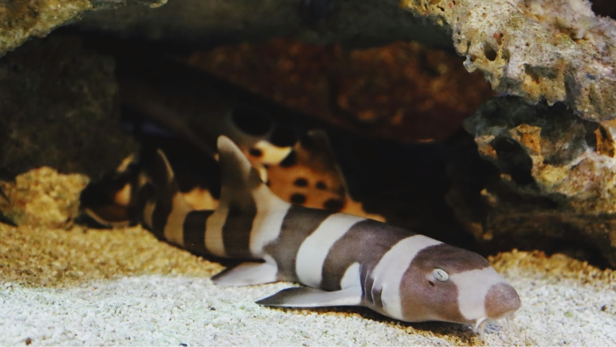 a leopard shark