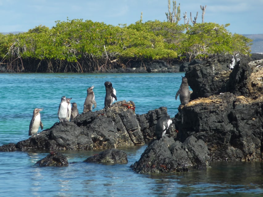 Die schönsten Reiseziele in Südamerika: Galapagos-Inseln, Ecuador
