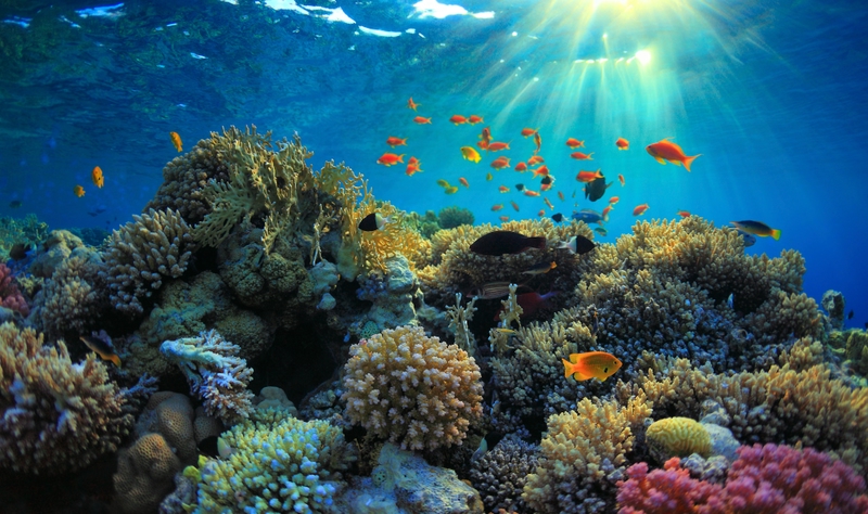 I 15 posti più belli da vedere in Africa: Mar Rosso