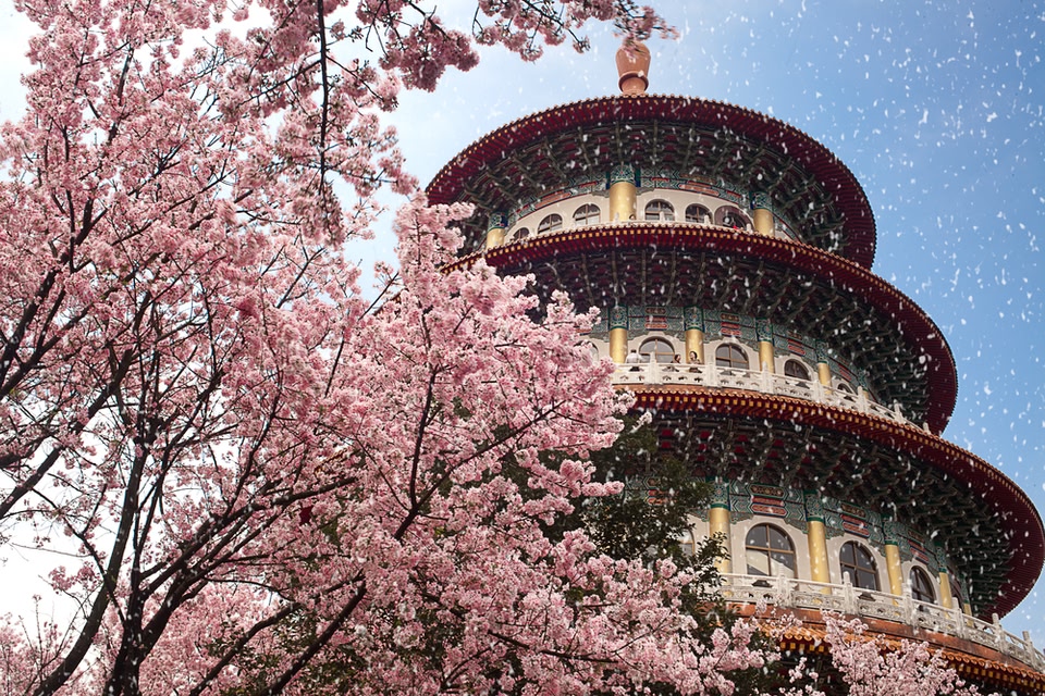 今年の桜はどこで見る？（海外編） | スカイスキャナー