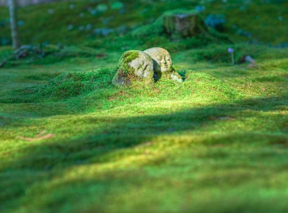 campo de hierba verde