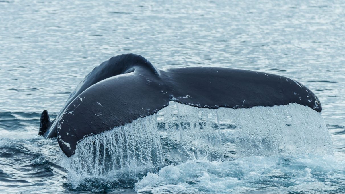 Whale spotting in  Turks and Caicos Islands