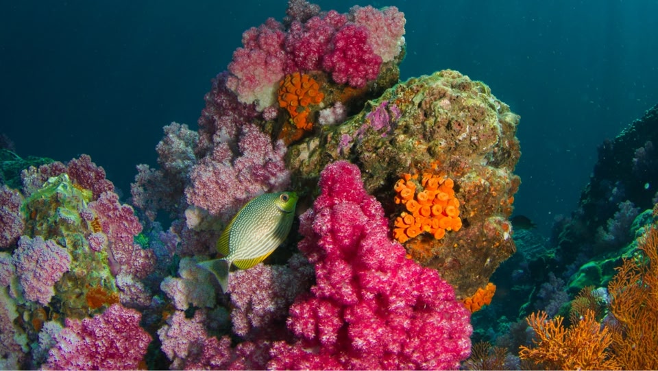 Colorful coral reef with pink, orange, and purple corals, and a small fish swimming in a blue ocean.