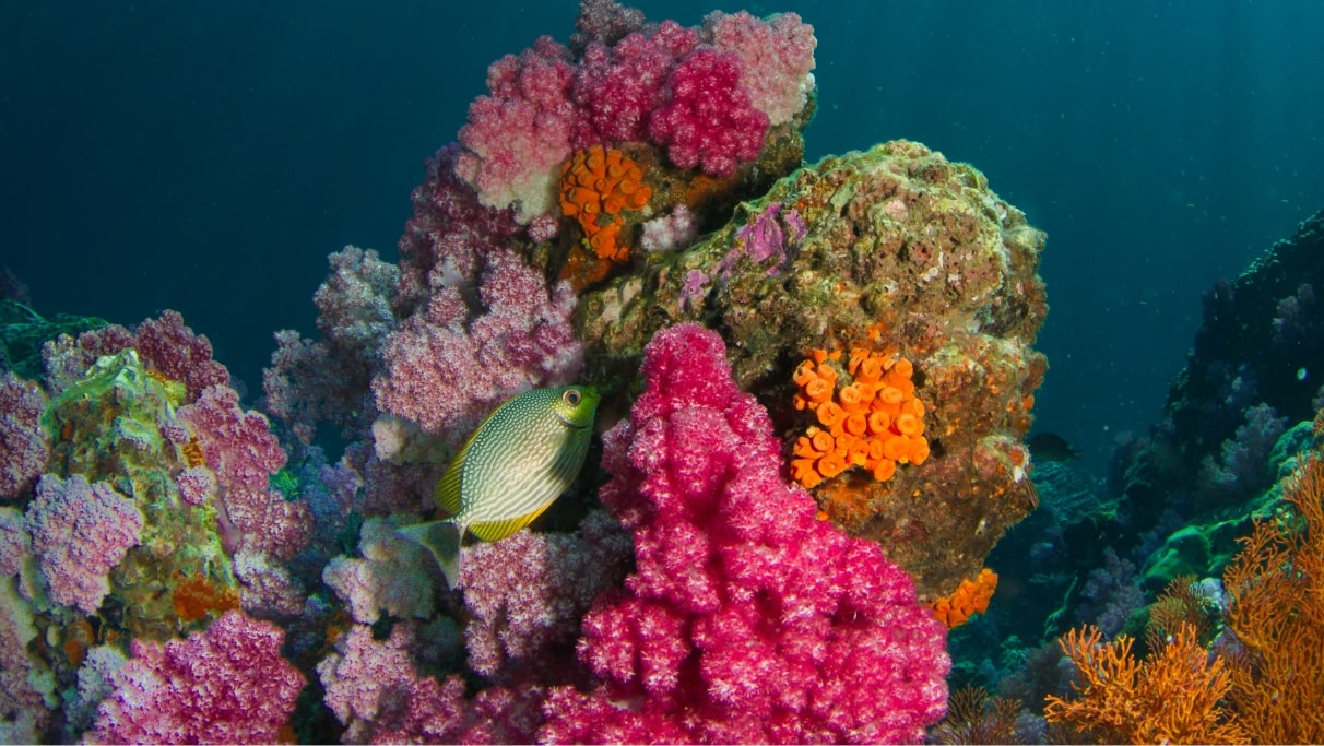 colourful coral reef