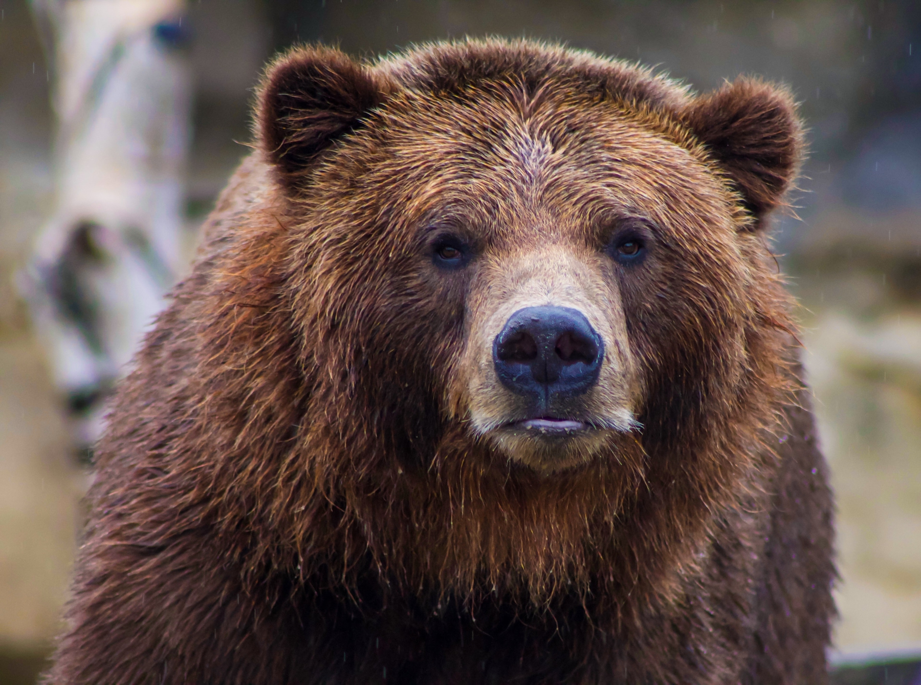 grizzly bear close up