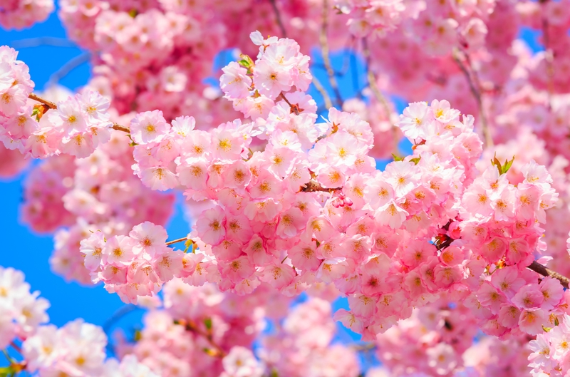 永登浦汝矣島(ヨンドゥンポ ヨイド)春の花祭り3