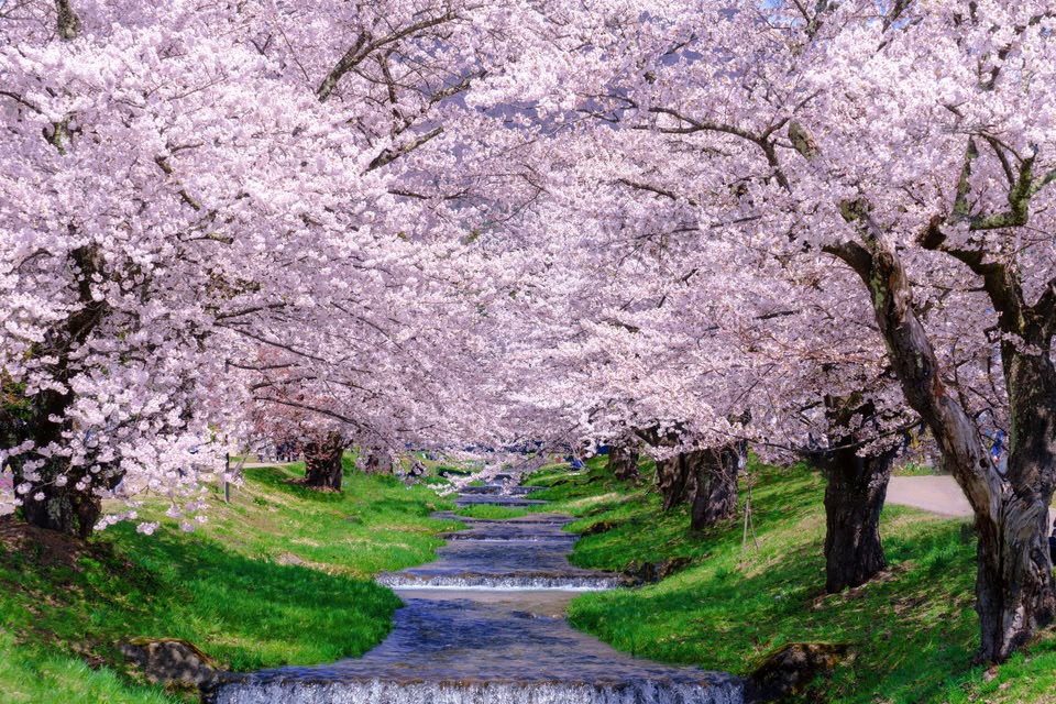 桜様 確認用 3月19日時点）ミモザと河津桜の開花状況 - 大府市観光協会 | 大府市