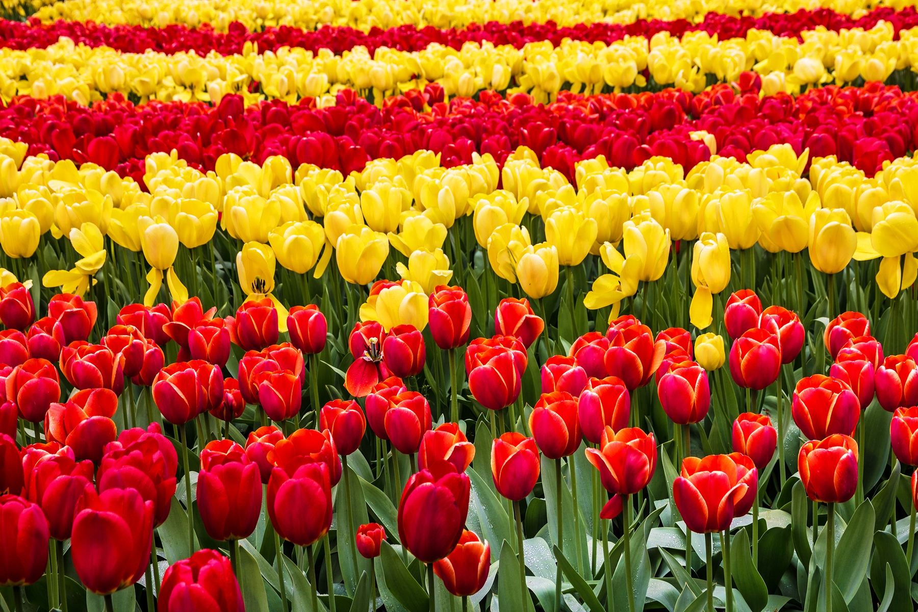 Ottawa is the Perfect Spring Weekend Getaway Skyscanner Canada