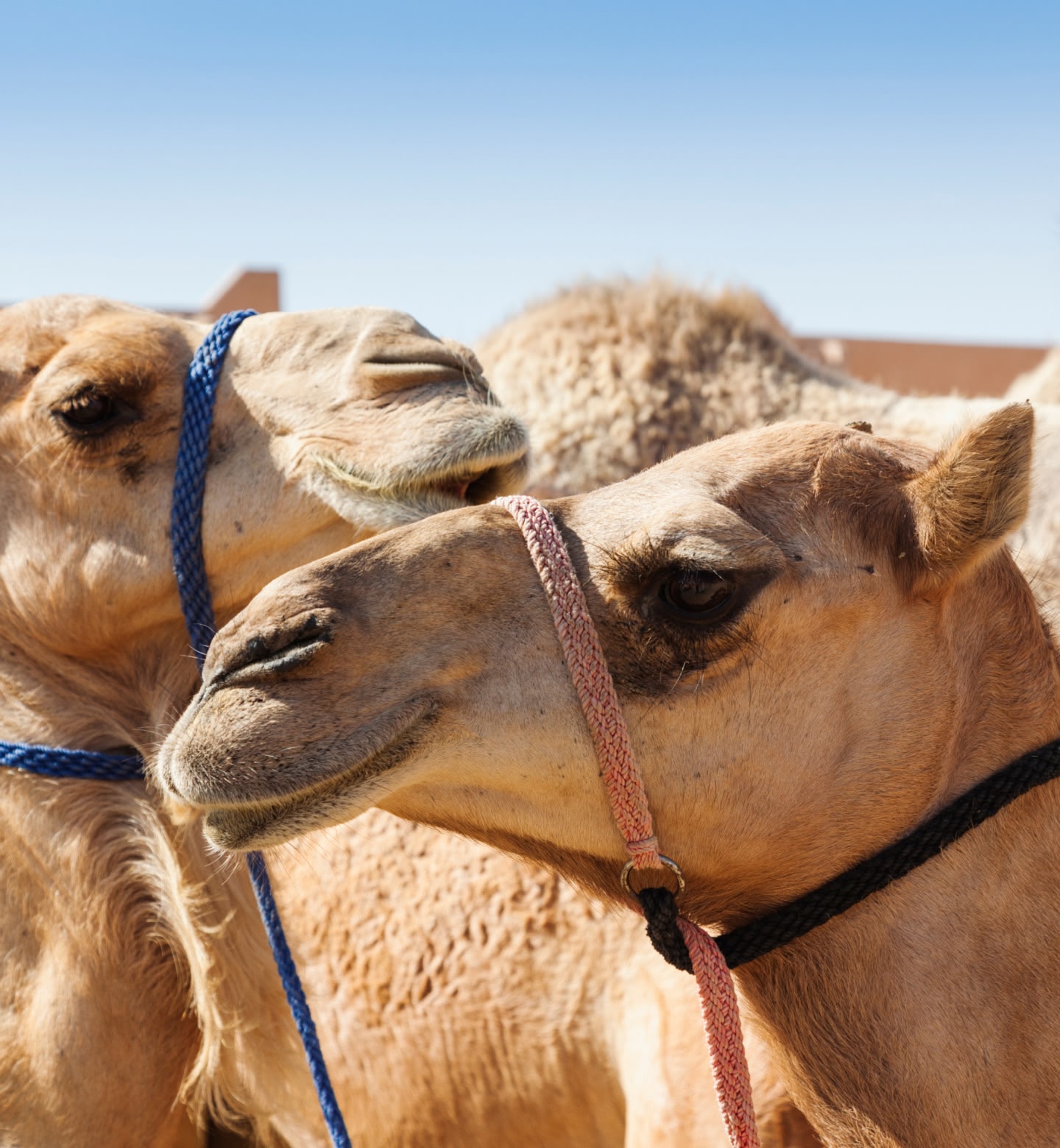 Un gros plan sur deux chameaux avec des cordes colorées sous un ciel bleu azur à Al Ain, aux Émirats arabes unis.
