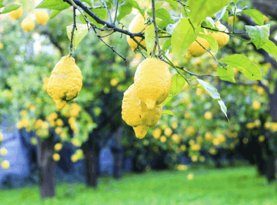 lemons in Sant’Agnello