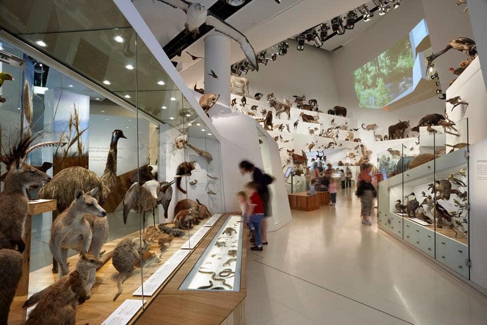 動物館展示著各種不同的澳洲動物。(圖片取自墨爾本博物館官方FB粉絲團)