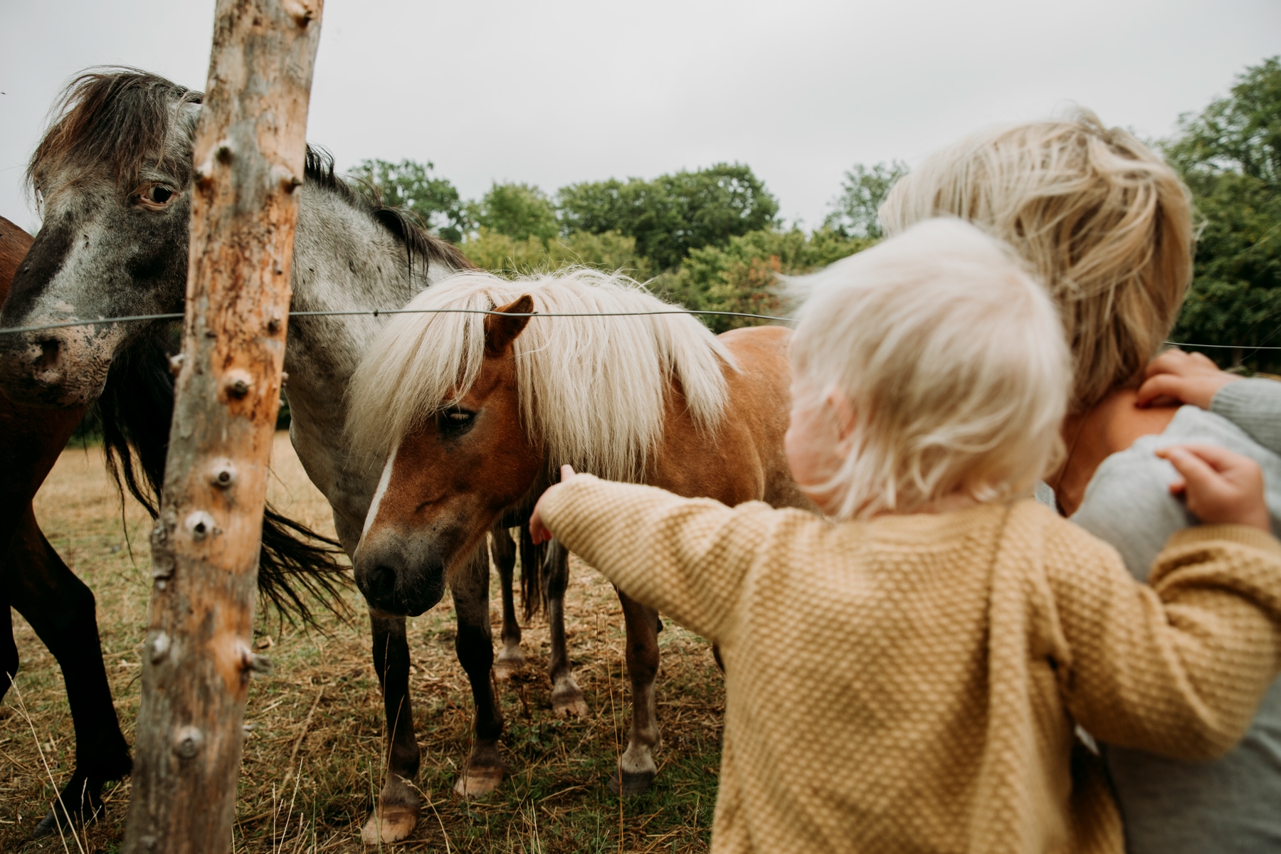 Interacting with farm animals in Höö nature reserve