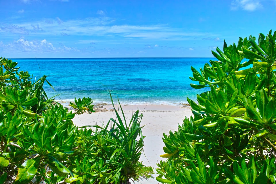 Glimpse of the white beach and blue waters of Okinawa beach, through some vibrant green foliage.