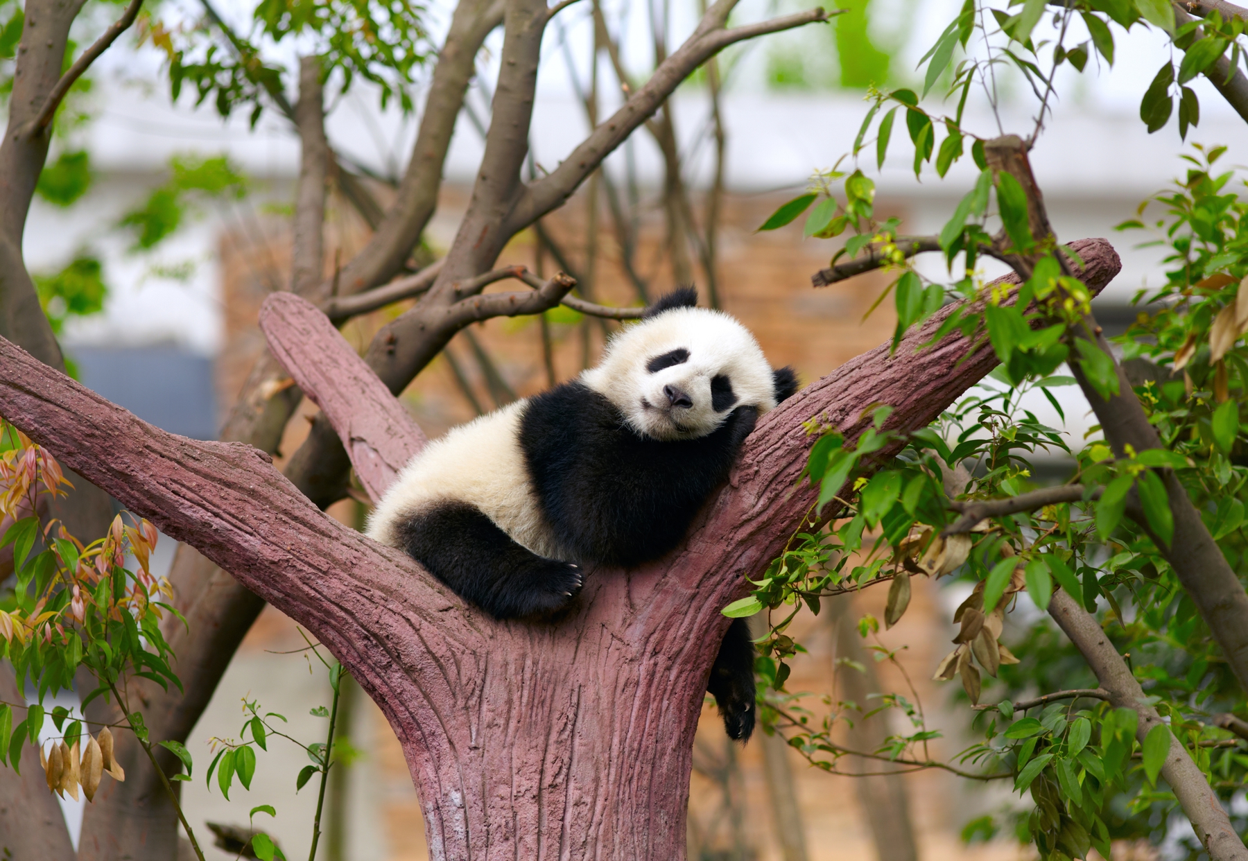 A sleeping panda