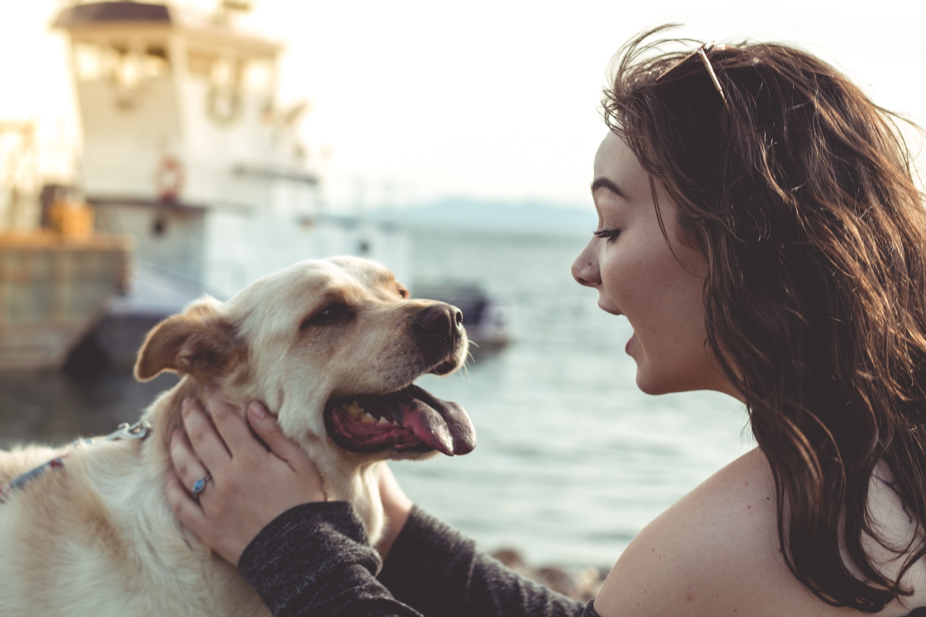 How to travel with a dog after Brexit