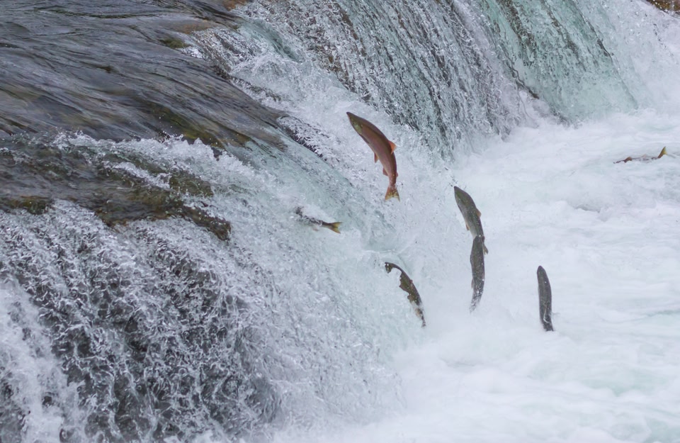 Salmons in a river