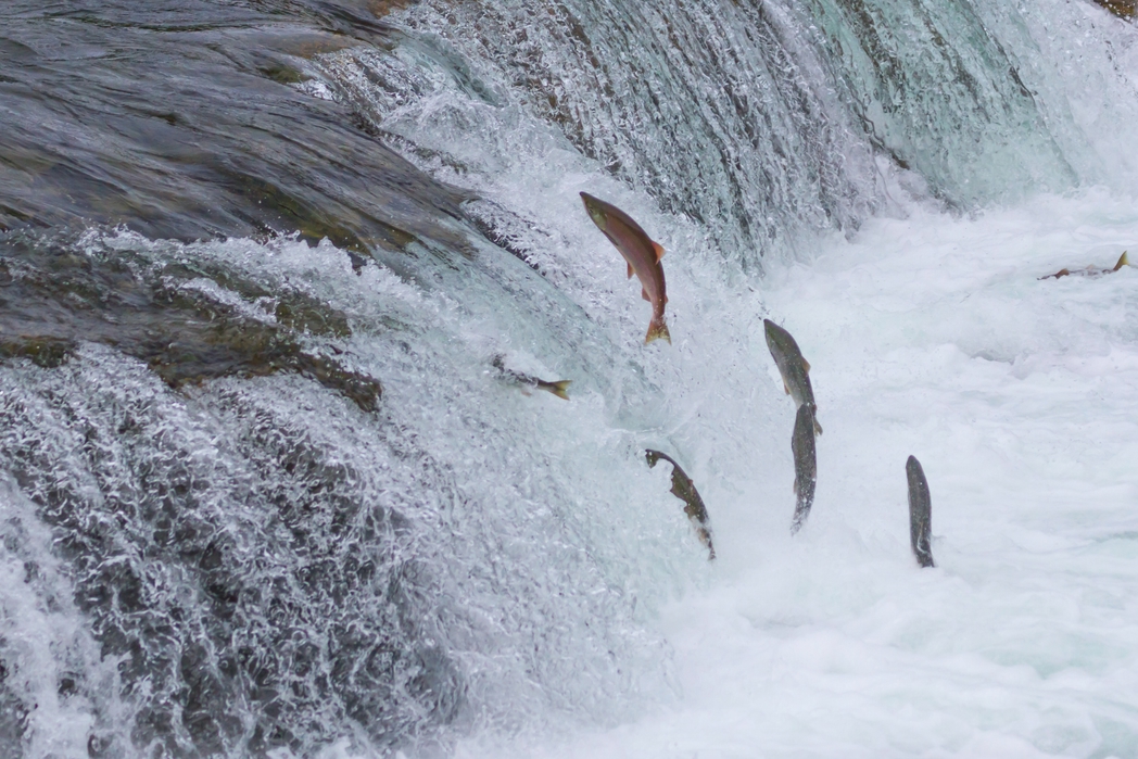 Salmons in a river