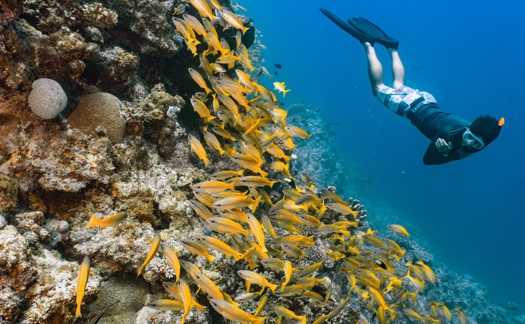 Snorkelling near Cairns